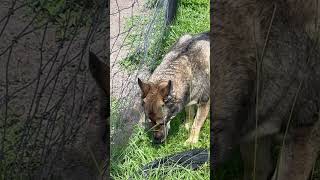 Another day in the shade #cow #farming #germanshepherd #shorts