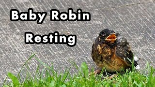 Fledgling Resting on The Ground - American Robin