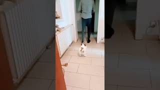 Foi zoar cachorro e se  deu mal!😂😂😰😛Perdeu as calças!