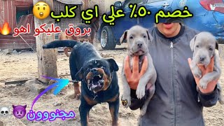 سوق الجمعة من تاني .. الكلب بنص سعره… و أقوي حلقة و اشرس و اتقل كلاب هتشوفها عينك🔥