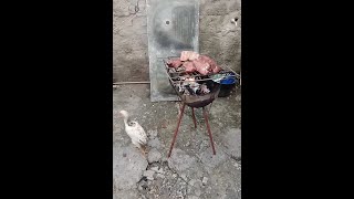 Galinhas engraçadas! Confira!😂😂Funny Chicken!