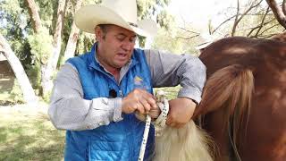 Tip o Consejo para herrar patas sin probabilidad de que el caballo tire una patada