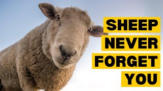 10 Interesting Facts About SHEEP