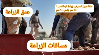 زراعة وأنتاج البطاطس |معلومات سريعة مسافات الزراعة العمق لماذا طول المتر في البطاطس 111سم