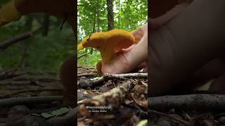 Super Satisfying Mushroom ASMR: “Tap Tap Cronch” Compilation of New Hampshire Mushrooms