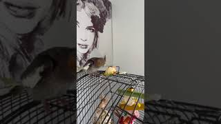 #australia#birds#cockatiel#beautiful#capsicum#amazing#egg#male#love#live#like#reels