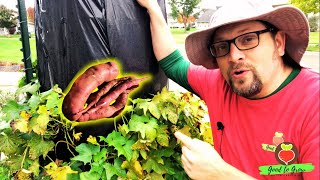 Transform Your Garden with DIY Vertical Sweet Potato Harvest - PT 1