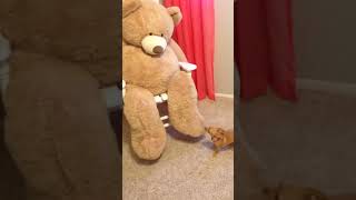 Tiny Chihuahua vs. Huge Bear #shorts #dogs #chihuahua #cute #bear