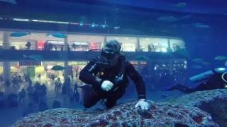 Dive into Dubai Mall Aquarium