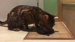 Bengal cat eating raw cat food and loves it