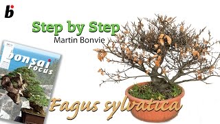 STEP BY STEP FAGUS SYLVATICA