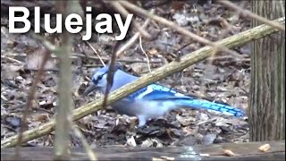 Blue Jay | Fast Field Guide