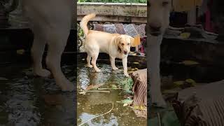 After Rain 🌧️ #monsoon #shorts #dog