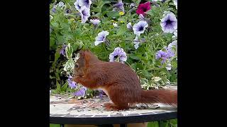 beautiful squirrel eating       #shorts