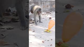 Monkey video  Prank monkey #funny #monkey #monkeyvideo #animals #funnyanimal #monkyshow #animals