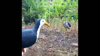 Burung Ruak ruak Gacor Terliat Sangat Jelas Masuk Jerat #SHORTS