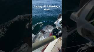 Cooling off & Bleeding a Giant Bluefin Tuna. Gibraltar Tuna Paradise