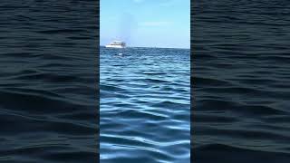 Humpback Whale and calf spotted in Puerto Vallarta: attacked by Orca's