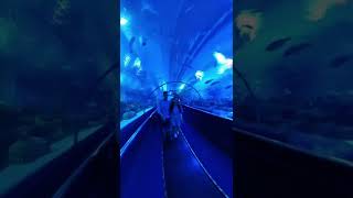 Most Beautiful Underwater Tunnel | Living Ocean | Aquaria KLCC #shorts