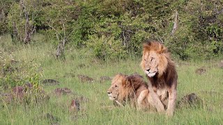 Black rock male lions babysitting their cubs