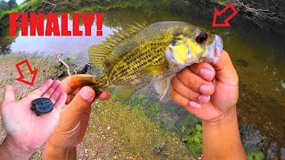 FISHING VLOG 78 4K ROCKBASS