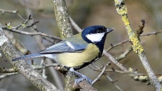 Dawn Chorus Guide - Identify UK Bird Songs