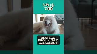 Dlaczego króliki są z czekolady? #spółkazoo #shorts #śmiesznezwierzęta