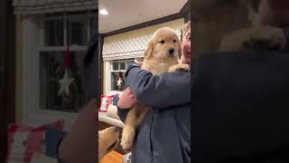 So adorable heart melting video #shorts #ytshorts #dog