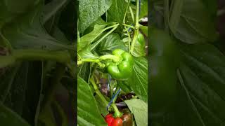 Red Bell peppers coming up nicely #farminglife #pepperharvest #dripirrigation #twtfarms