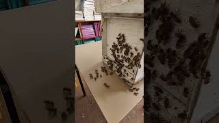 Rescuing a Massive Swarm Of Bees from a Classroom. Beekeeping Inside #beekeeping