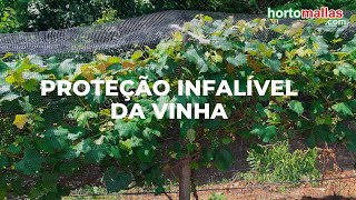 Proteção infalível da vinha.