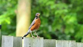 American Robin Chirping Sound - Bird Sounds and Calls