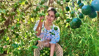 Tons of "Sour Mandarin" harvesting & preserving in Sweet n Spicy way