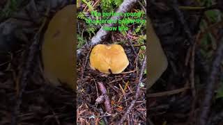 Perfect young chanterelle just flushed below the snow line in the cascade mountains