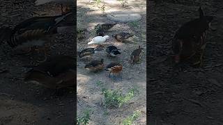 Feeding rare exotic ducks