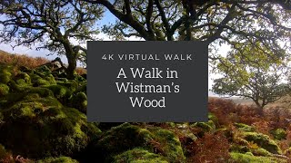 A Walk in Wistman's Wood | Stunning Ancient Woodland | 4K