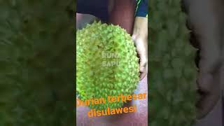 Durian terbesar Montong di sulawesi Durian Besar part 1 #shorts #nglenyer #bojonegoro #stasiuntobo