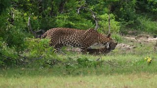 बकरियों को तेंदुए के इलाके में नहीं जाना चाहिए था।@Wildlife