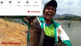 MANCING NILA BABON 1,3 KG RIAM KANAN DESA BUNGLAI BIKIN JANTUNG DANGDUTAN#LANGSUNG TIMBANG