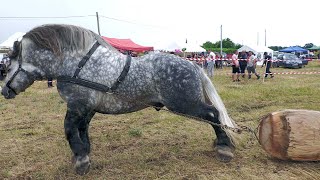 Armăsarul Banu locul 1 Vasile Maloș de la Marginea la Săsar-Maramureș- proba de simplu 1 Iunie 2024