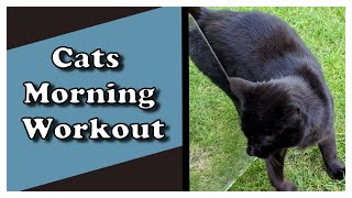 Workout With Cat