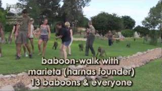 HARNAS | Baboon-walk with Marieta & Everyone