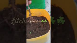 litchi plant transplant ☘️☘️#viral#garden#trending#litchi #organicfarming #gardening#oldisgoldsongs