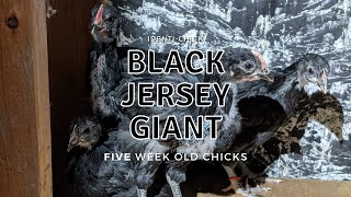 Black Jersey Giant: 5-Week-Old Chicks