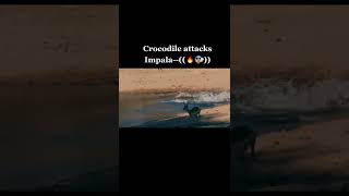 Impala Tries His Best To Escape The Jaw Of Crocodile #shorts #animalshorts #impala #crocodiles