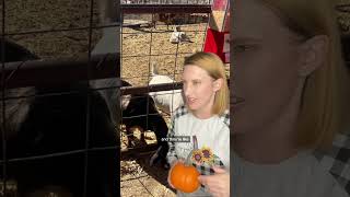 Pumpkin Patch Part 2 #momlife #parenting #humor #skit #comedy #funny