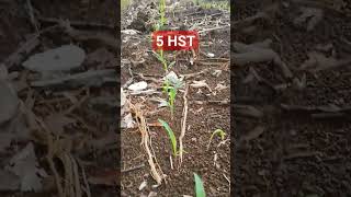 jagung usia 5 hst tumbuh serempak aman dari hama #jagung