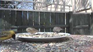 Birds at birdfeeder in WIndhoek