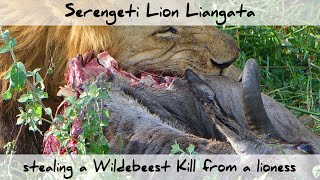 A Few Days in the Life of Crippled Serengeti Lion - Part 2: Stealing from other Lions