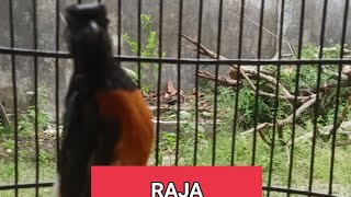 aksi si RAJA GEDEG, pasca mabung